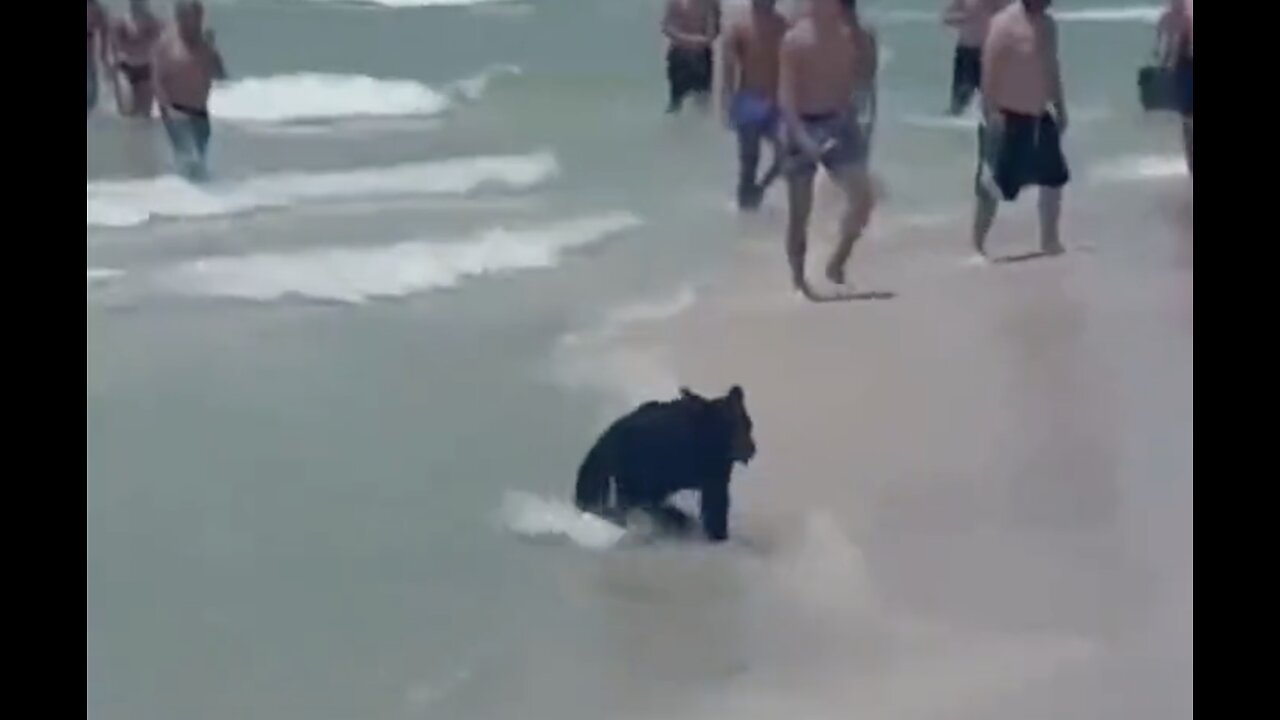 Florida Beachgoers amazed to see a black bear swimming alongside them