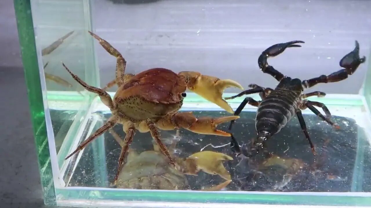 Crab vs Scorpion Underwater - Caranguejo vs Escorpião-7