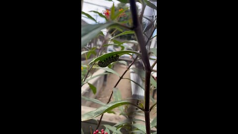 Caterpillar at Park