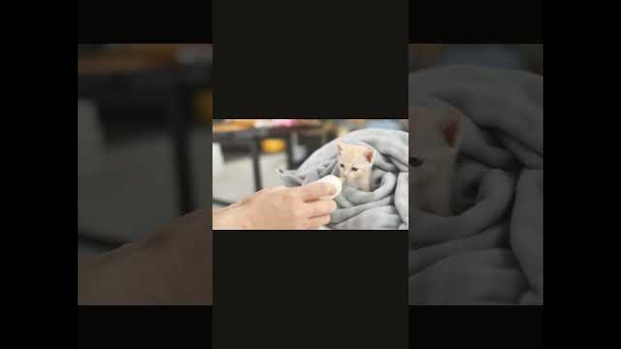 cute animals || best animals compilation || animal funniest moments #shorts #animals #pets #cutepets