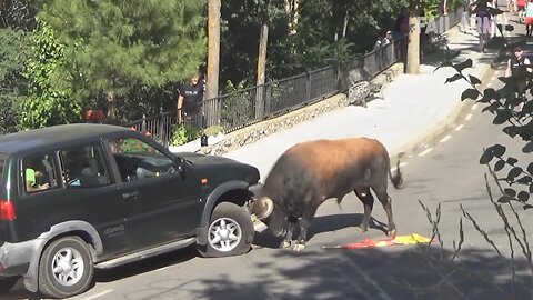 Damn! - Funny and scary animals