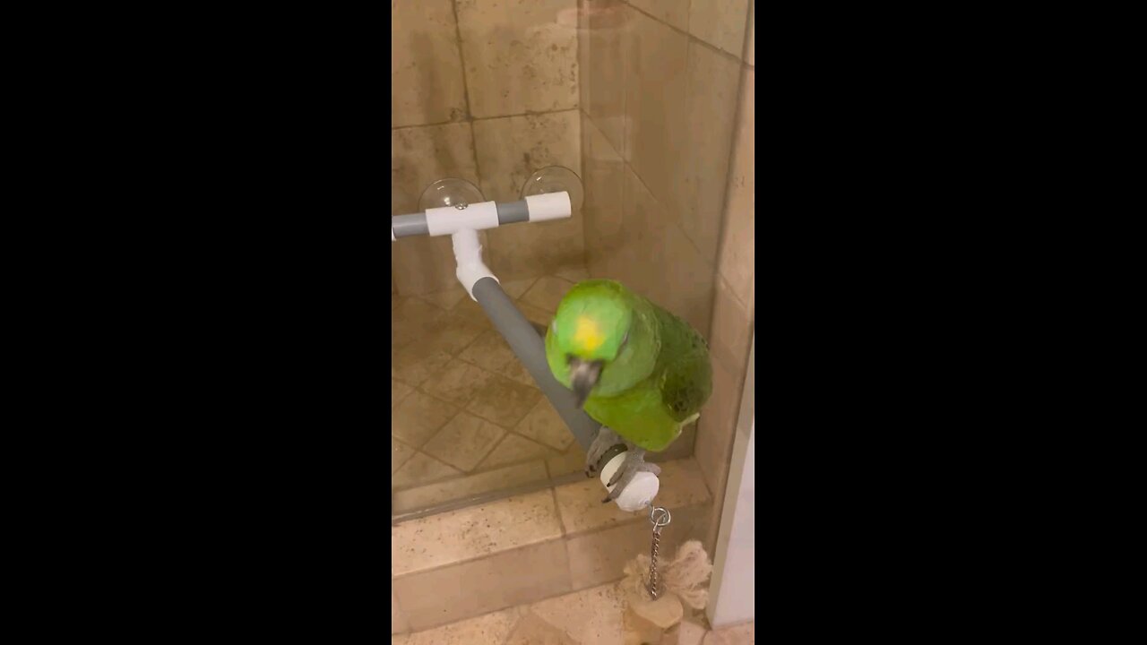 Parrot that sings happy birthday