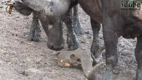 Unusual Buffalo Behaviour