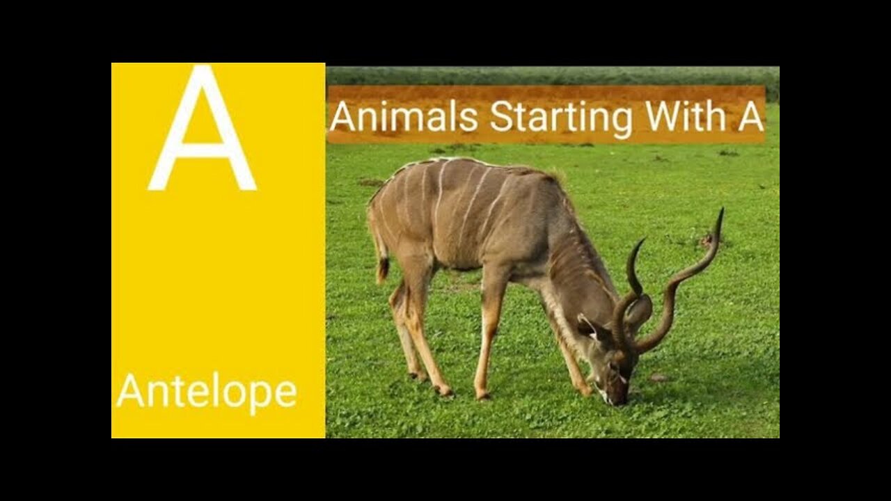 Learn Animals names with a | animals for toddlers | learn animals name start with letter a