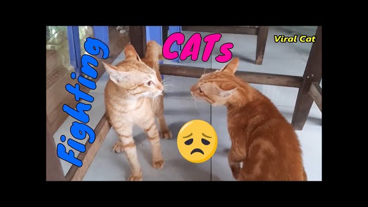 Cats Fighting and Meowing - These Two are Bloody Brothers | Viral Cat