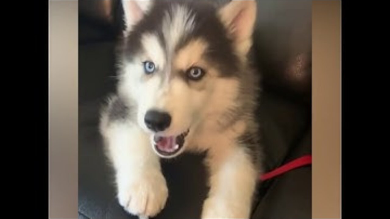 Huskies Are Truly the Best