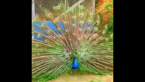 Peacock.. 🦚