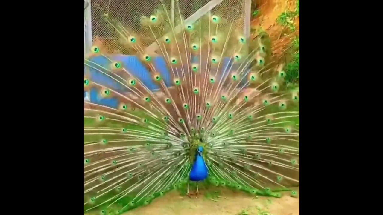 Peacock.. 🦚
