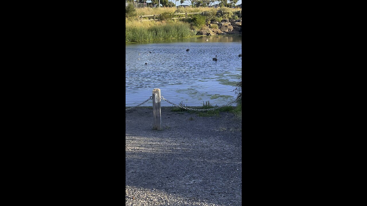 Black Swan babies