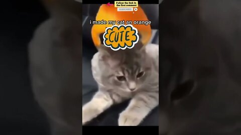 cute cat videos 😹 funny videos 😂 712 😻 #shorts #shortsfunny #cutecat #funnycat #catvideos #catscare
