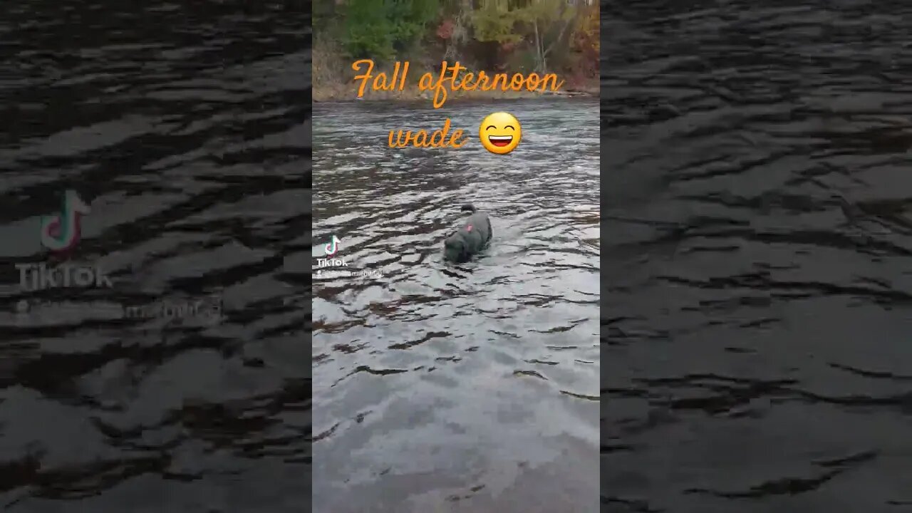 Quick Fall Dip! #dog #fun #doglover #labrador #ridgeback #pets #fall #nature