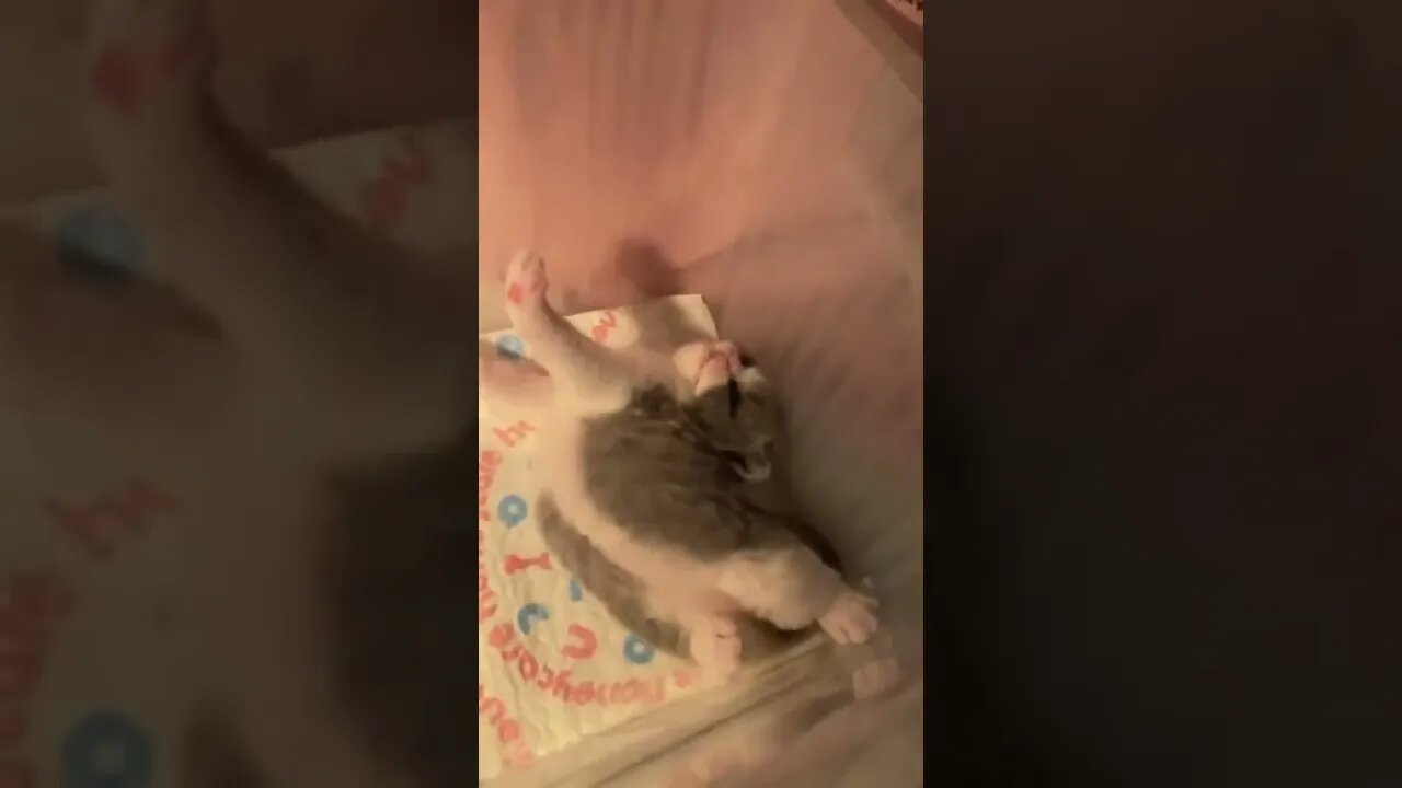 FUNNY CUTE KITTEN - Tiktok Compiled #Shorts