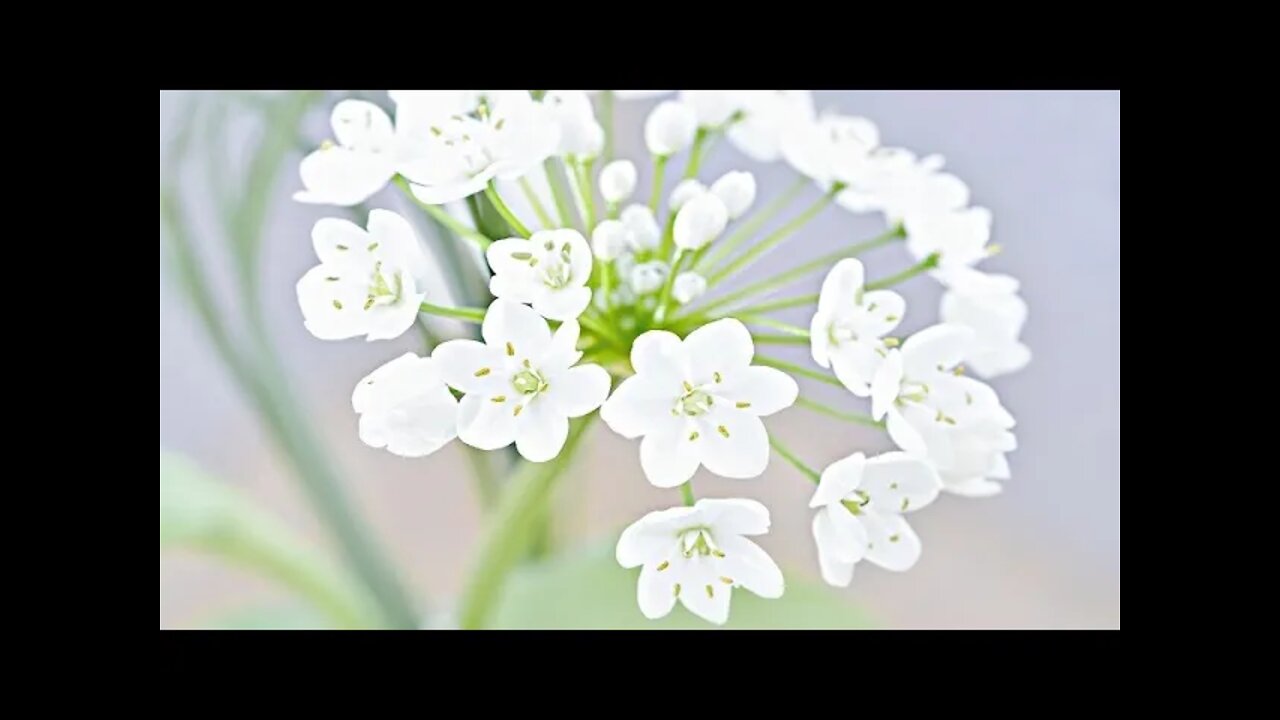 Beautiful Spring Music – Spring Snow [2 Hour Version]