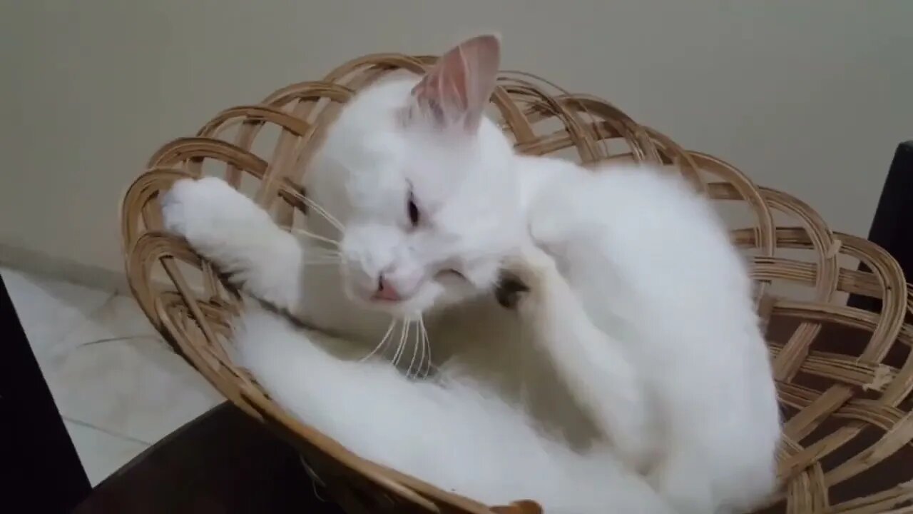 cute cat and kittens video // compilation video # 4