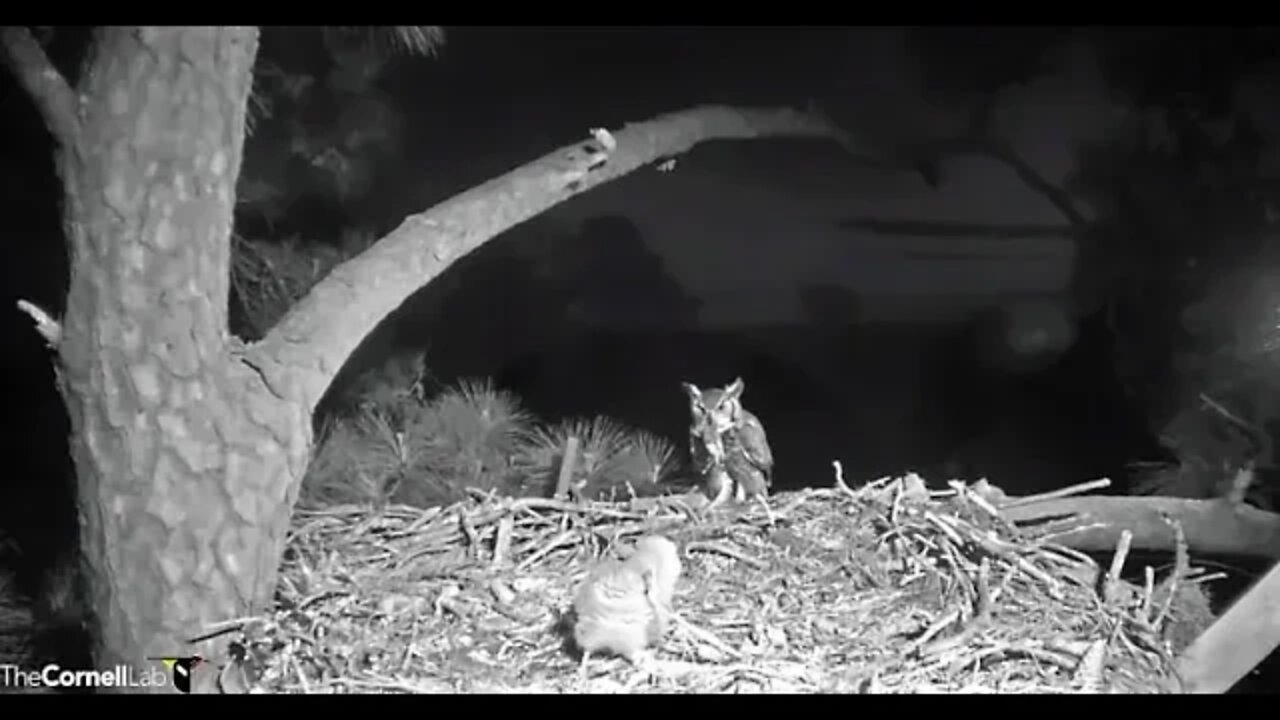 Dad Delivers a Bird to The Nest-Cam One 🦉 3/10/22 19:04