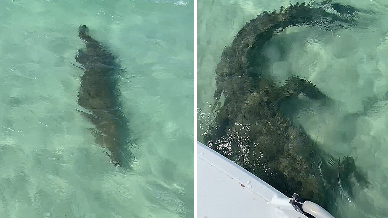 Saltwater Crocodile glides beneath boat in Australian waters