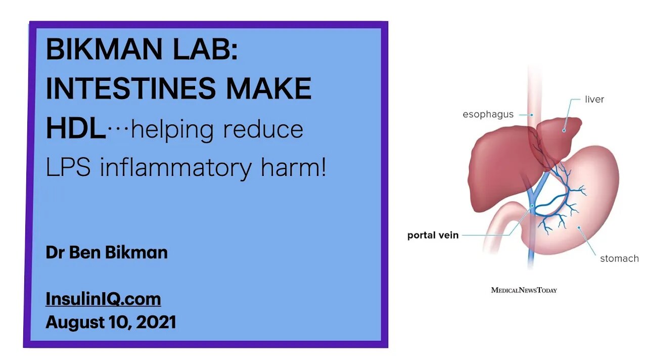 Dr Bikman's Lab 3: INTESTINES MAKE HDL...helping reduce LPS inflammatory harm to your body!