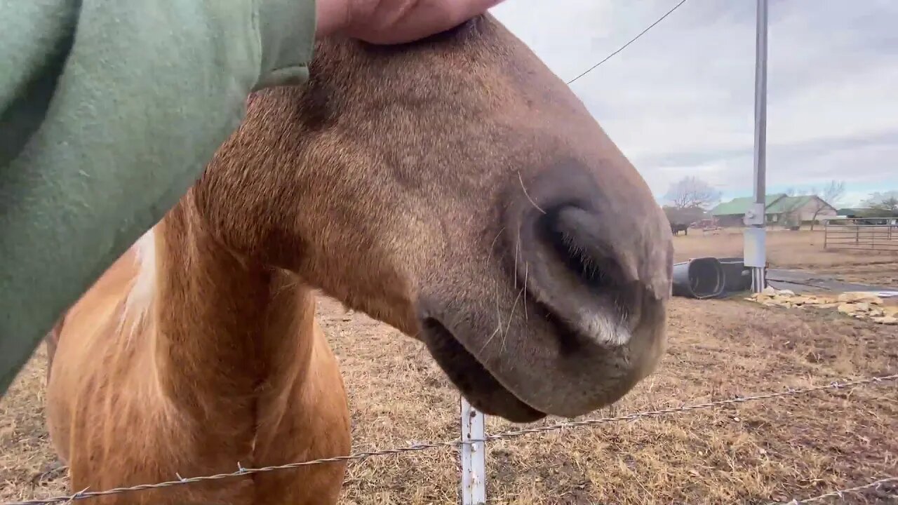 Checking In On Rabbits & Horses & Mokie Cat