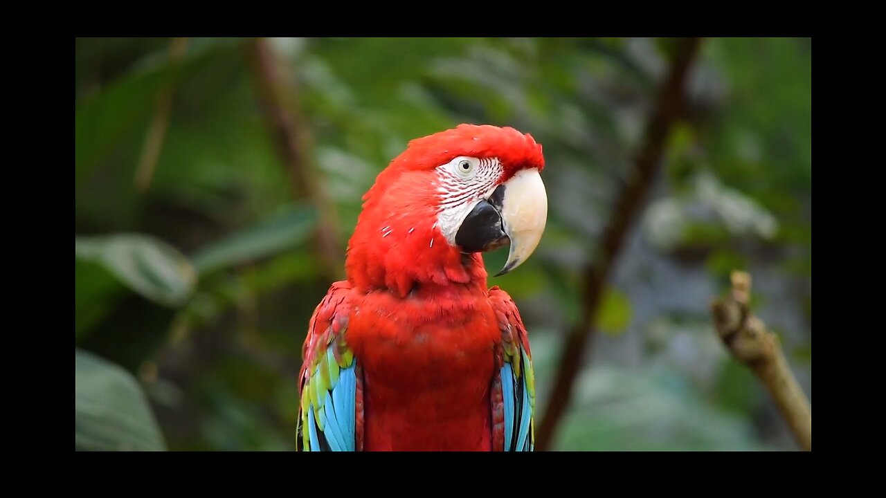 Animals Birds Nature HD Video Copyright free footage _