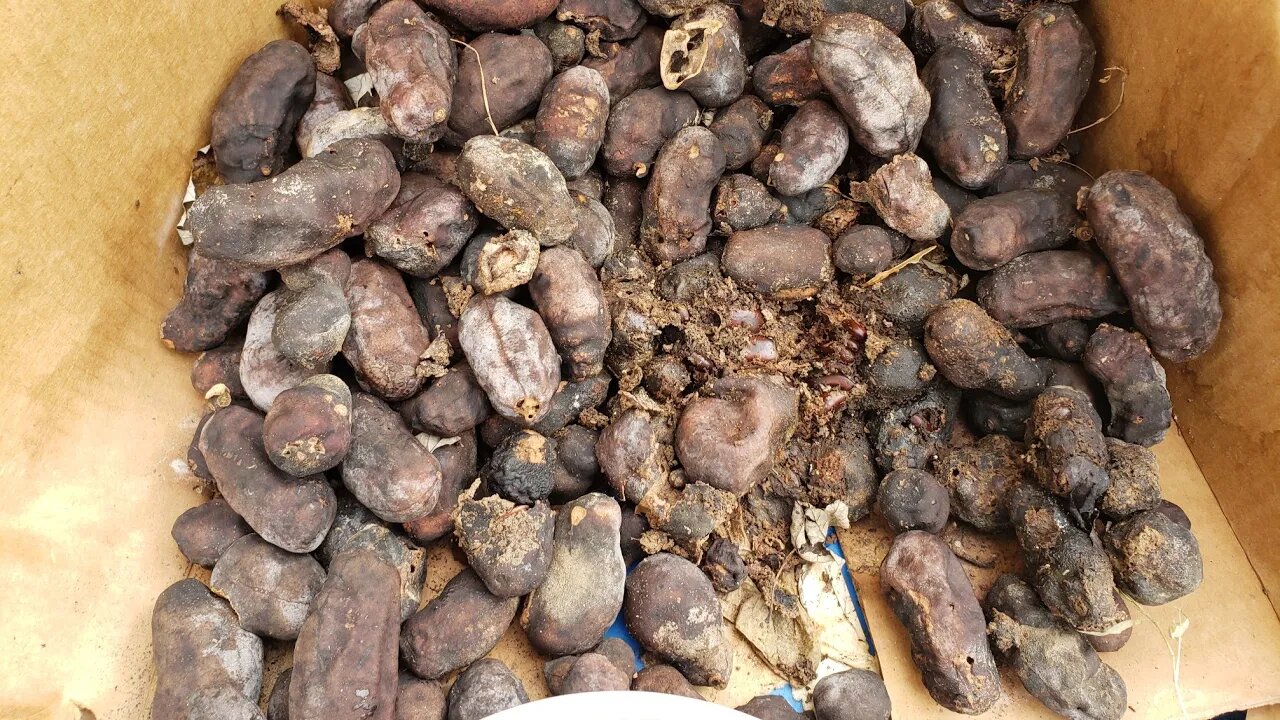 Removeing the seeds from pawpaws the north American Banana