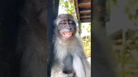 #funnyanimals #funnyvideo