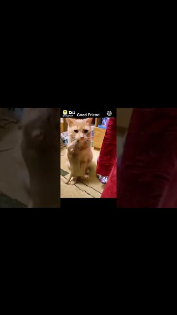 Funny dog video (cute dogs) | dog funny smile | dog funny video #cutedogs #funnyanimalsvideos