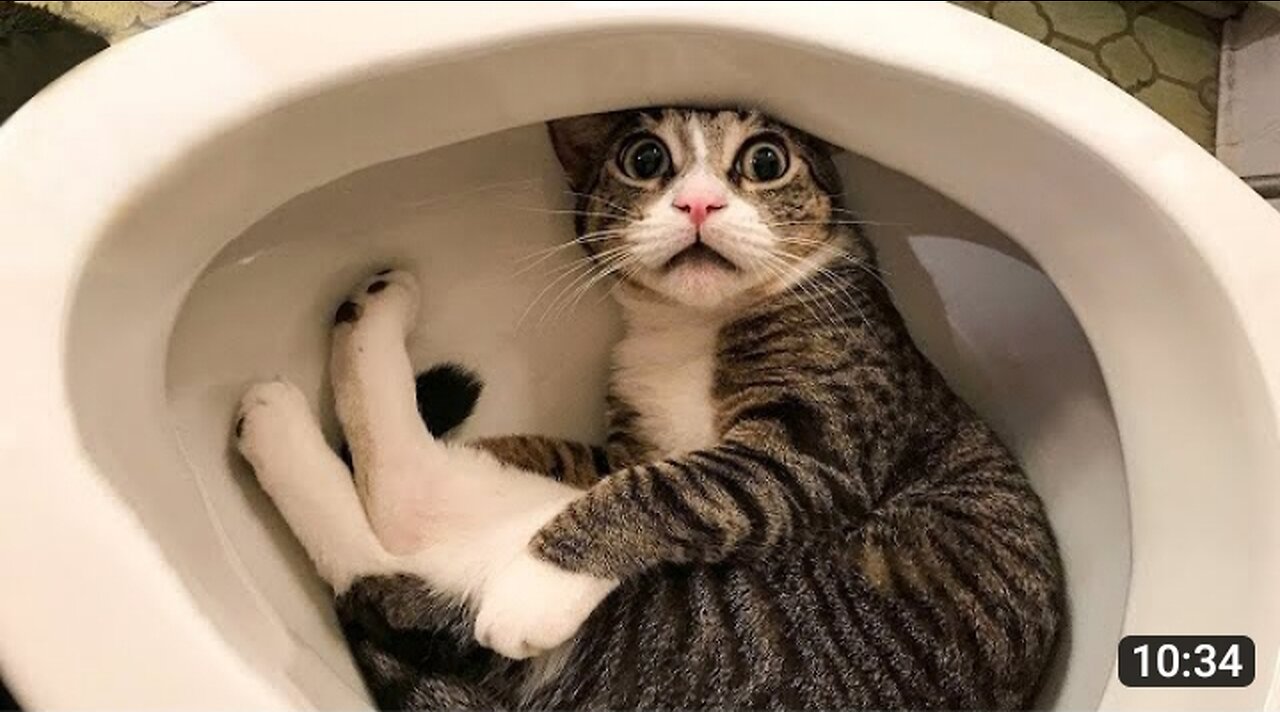 Funniest Animals 🤣 funny dogs and cat videos😹😺🐶🐶.