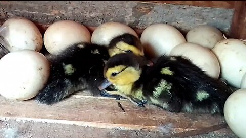 Muscovy Ducklings