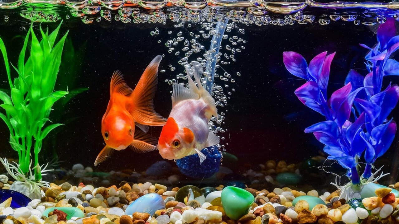 Aww...! Giant Goldfish! So cute! This goldfish is HAPPY