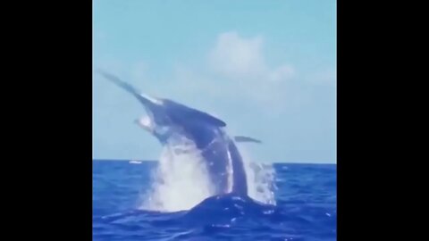 Monstrosity of a Marlin