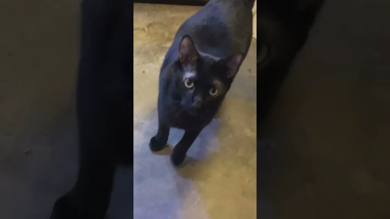 #cat #kitty #kittycat #catvideos #catlover #cats #catlovers #catshorts #kittens #kitties #blackcat