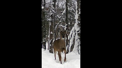 #whitetaildoe