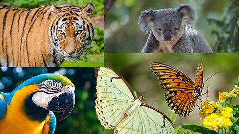 Ultimate animal HD quality videos/8k HD Videos📱
