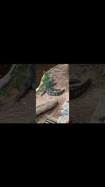 Spotted a big Crocodile.