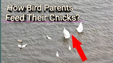 How bird parents take care of their chicks?