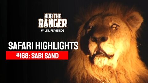 Safari Highlights #168: 07 - 10 October 2012 | Sabi Sand Nature Reserve | Latest Wildlife Sightings