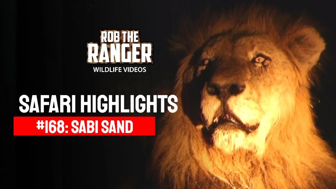 Safari Highlights #168: 07 - 10 October 2012 | Sabi Sand Nature Reserve | Latest Wildlife Sightings