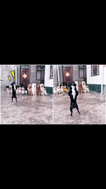 Line up to watch dog,s wonderful performance #dog