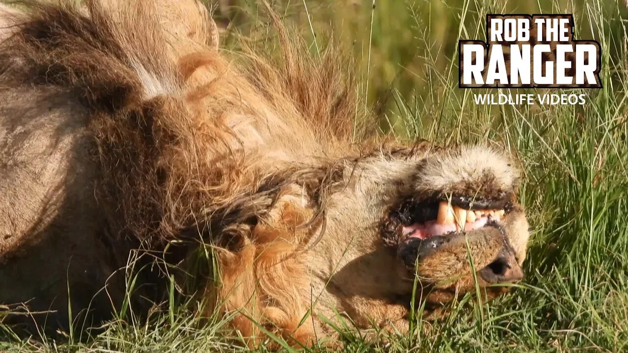 Lions Relaxing In The Afternoon Sun | Maasai Mara Safari | Zebra Plains