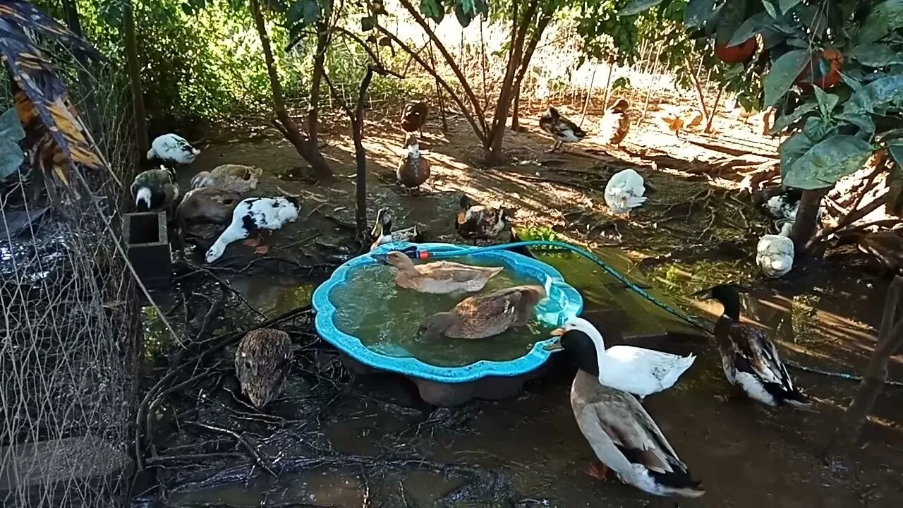 Early morning swim, 11th August 2021