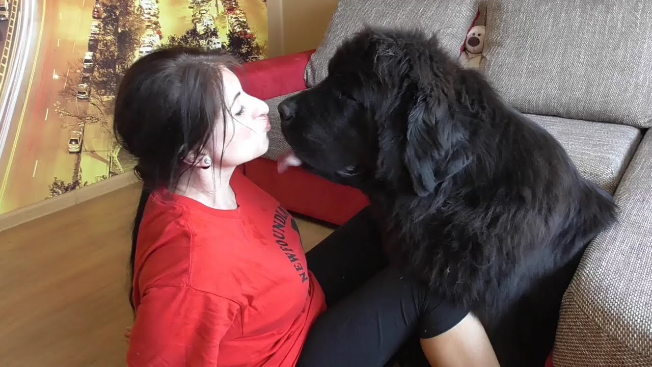 Hugging my dog for too long /How Newfoundland dog Reina broke my glasses