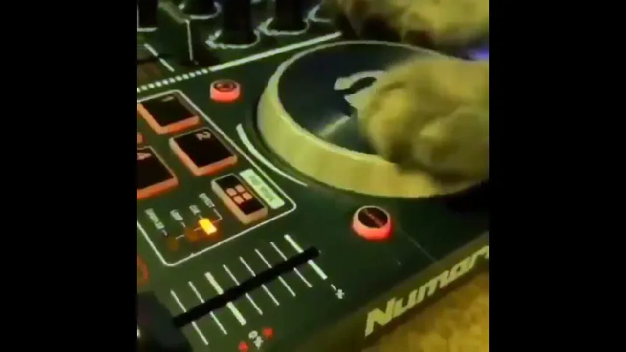 Putting my test tracks over DJ kitty