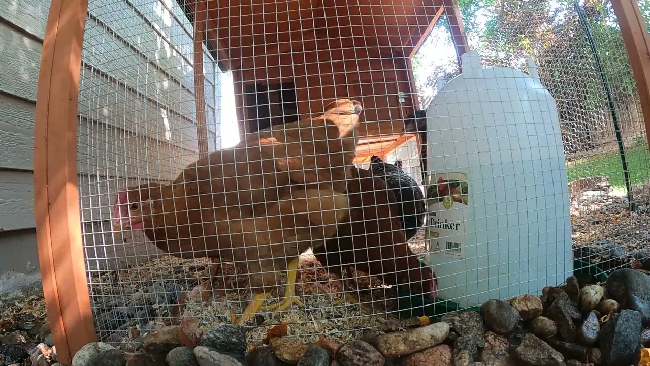 My Backyard Chickens - Episode 72