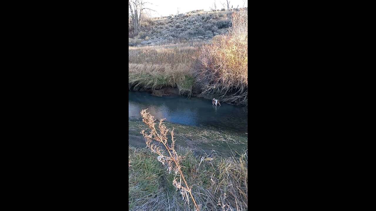 Patches finds a beaver