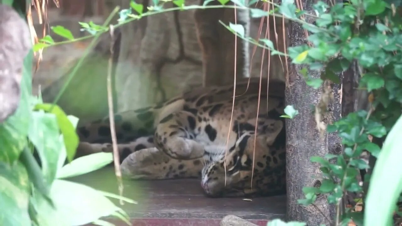 Clouded Leopard sleeping in shelter