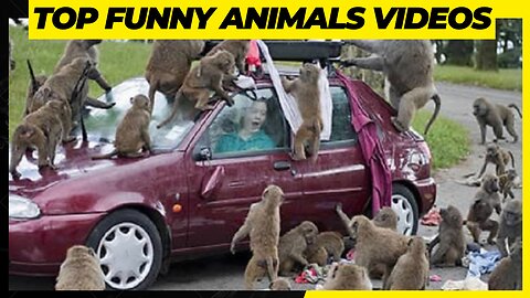 This Animals Videos Get A Millions Of Views