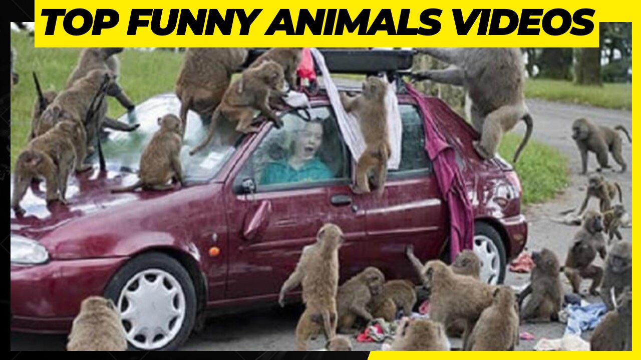 This Animals Videos Get A Millions Of Views