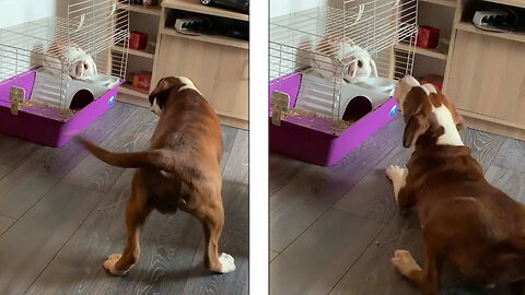 Dog Barking At Cute Rabbit