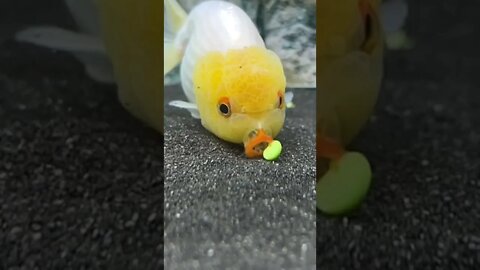 Should goldfish even do this? (funny #tiktok #shorts