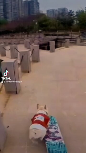 French bulldog skateboarding